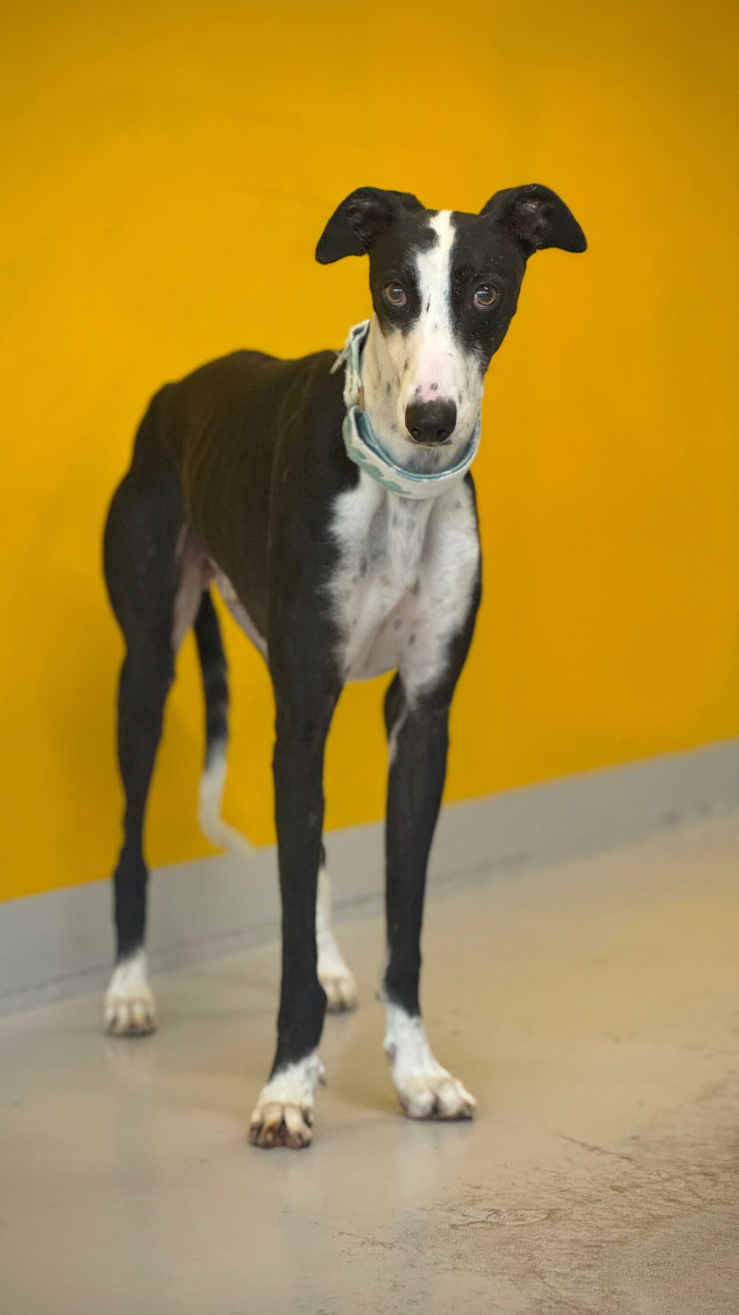 WhatsApp Image 2026-01-11 at 13.15.19